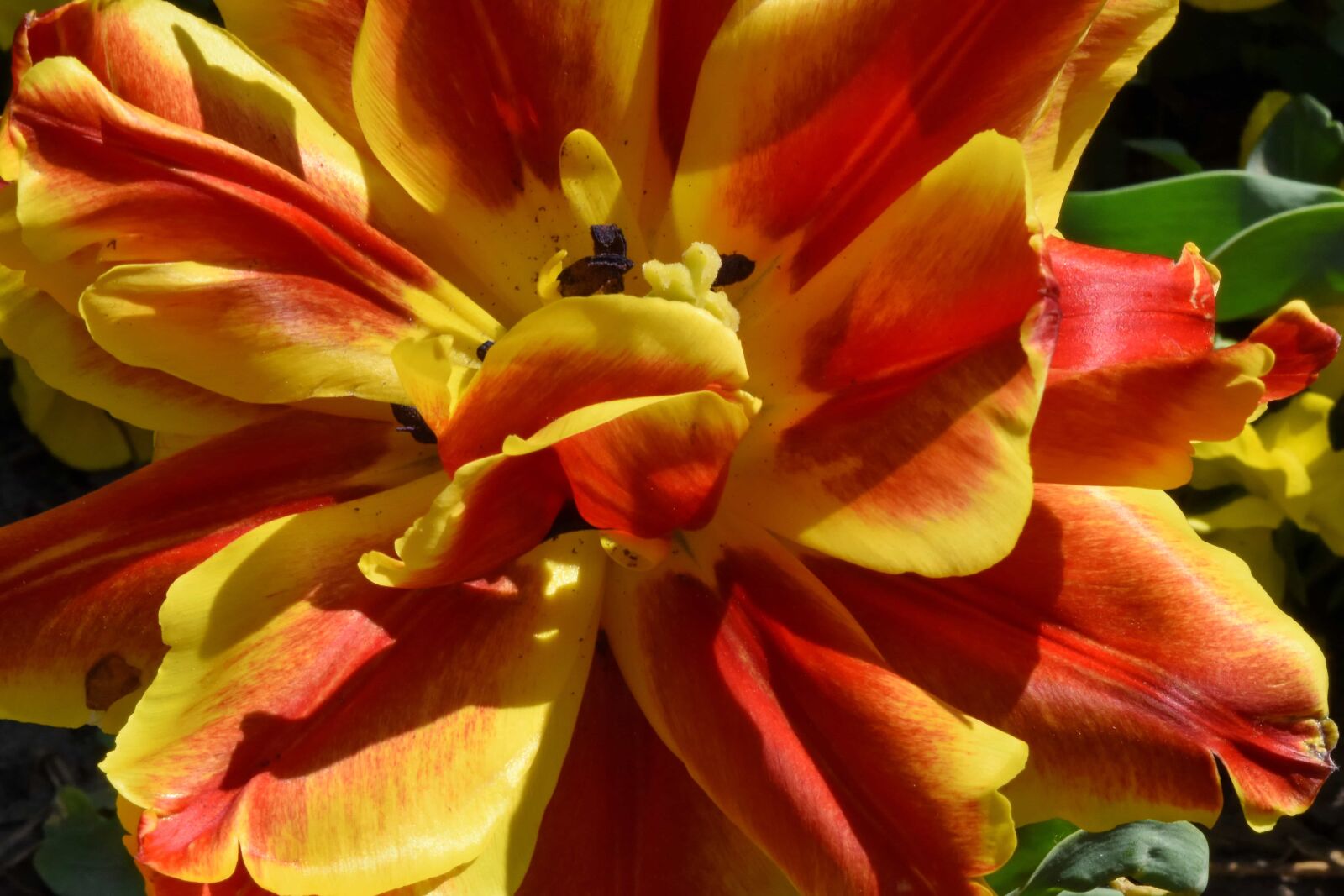 Nikon D5500 sample photo. Detail, flower garden, flowers photography