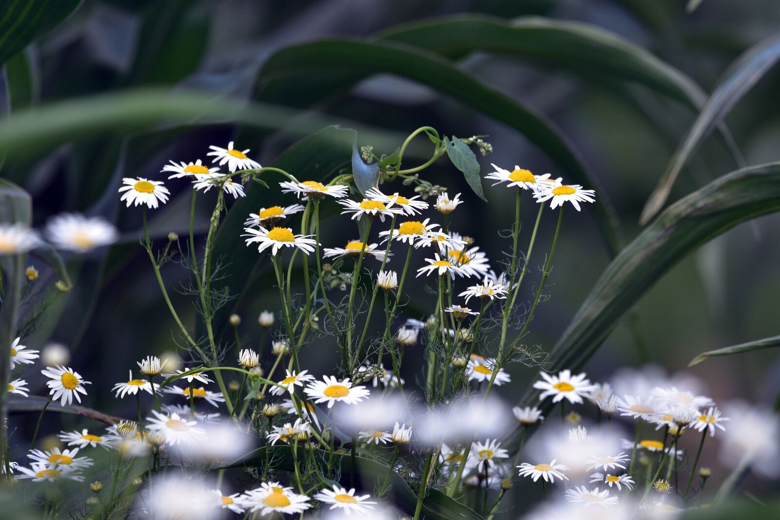Nikon D3400 sample photo. Chamomile, corn, meadow photography