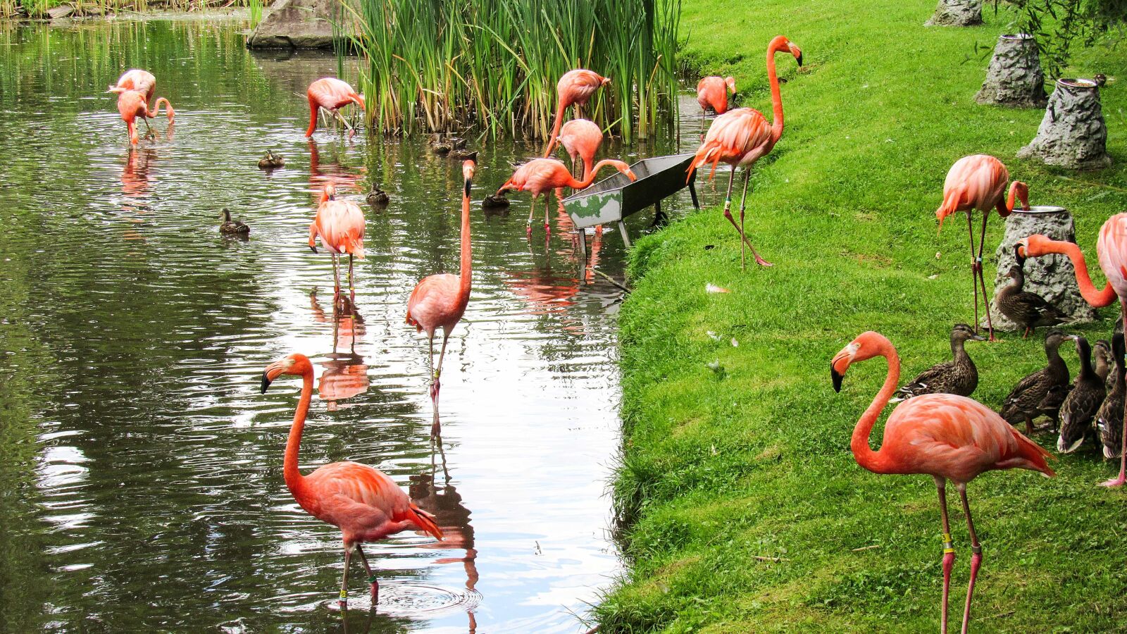Canon PowerShot SX520 HS sample photo. Flamingo, flock, riverbank, animal photography