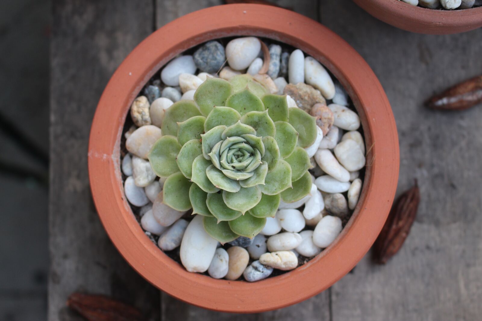 Canon EOS 700D (EOS Rebel T5i / EOS Kiss X7i) sample photo. Succulent, flower, nature photography