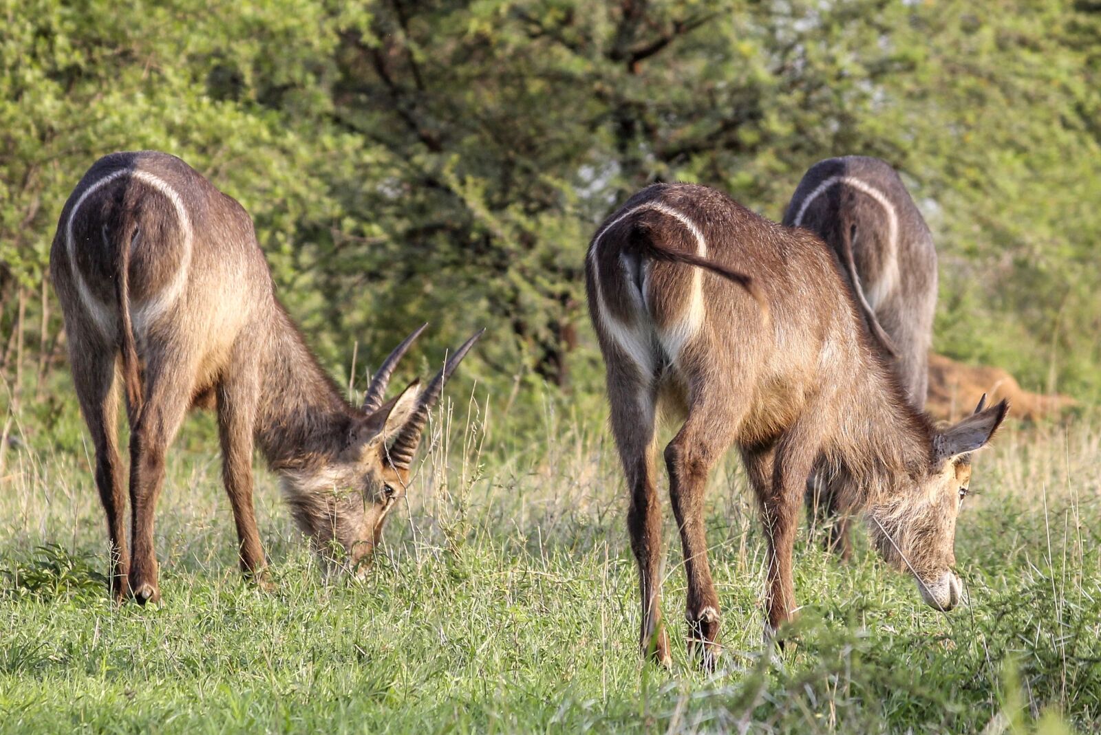 Canon EOS 1100D (EOS Rebel T3 / EOS Kiss X50) sample photo. Waterbuck, animal, wild photography