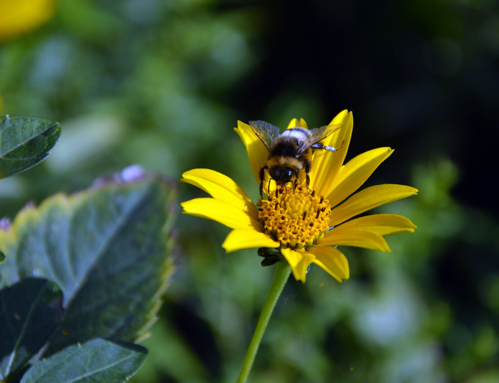Nikon D3200 sample photo. Sun brews, flower, blossom photography