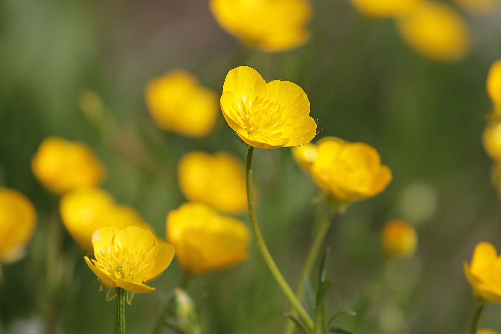 Canon EOS 1100D (EOS Rebel T3 / EOS Kiss X50) sample photo. Buttercup, hahnenfu gew chs photography