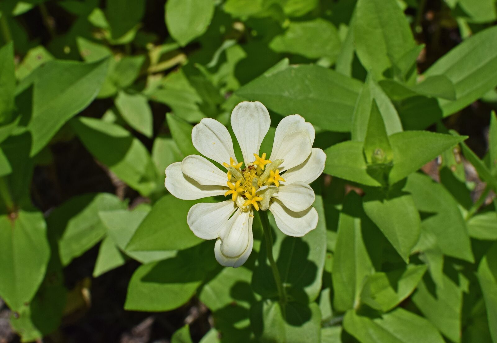 Nikon D3300 sample photo. Creamy-white zinnia, flower, blossom photography