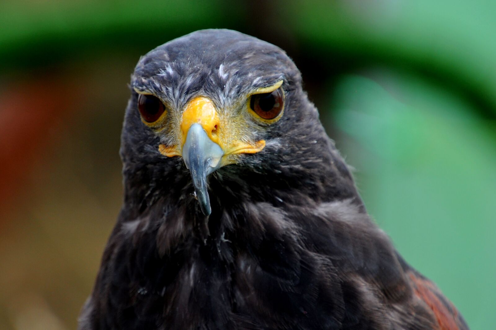 Nikon D5000 sample photo. Bird, eagle, predator photography