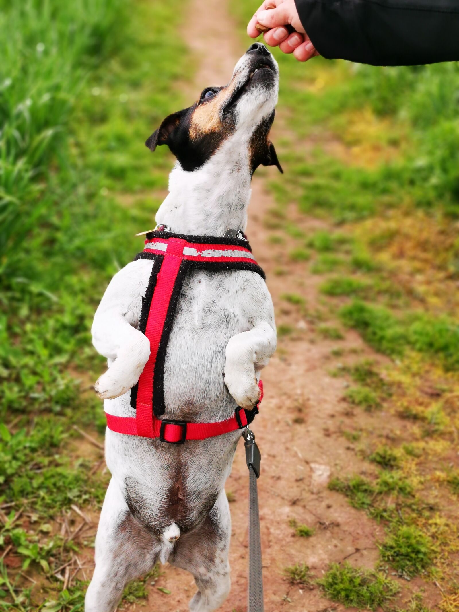 HUAWEI P30 Pro sample photo. Dog, pets, animal photography