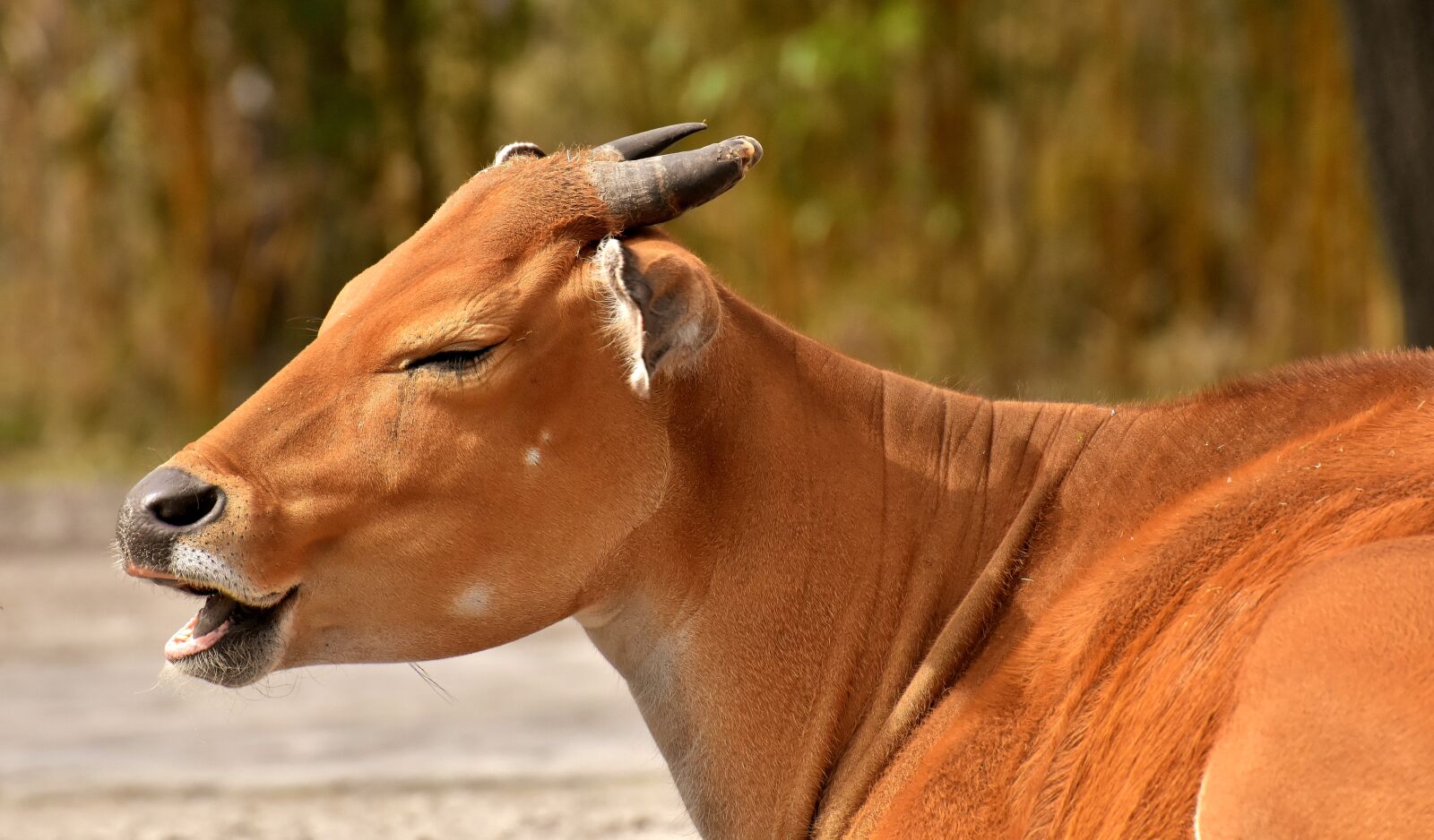 Nikon D7200 sample photo. Banteng, beef, bos javanicus photography