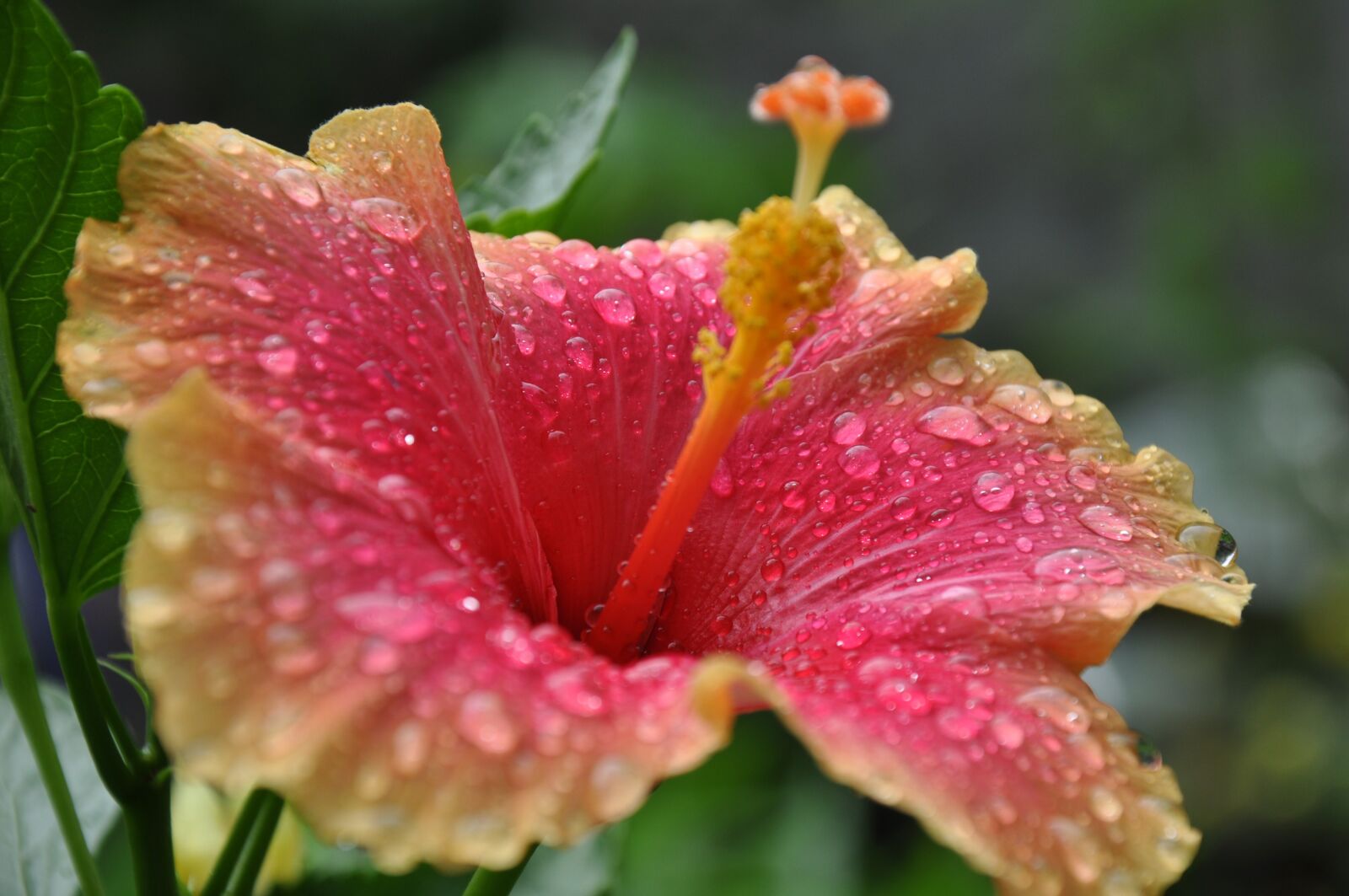 Nikon D90 sample photo. Flower, blossom, plant photography