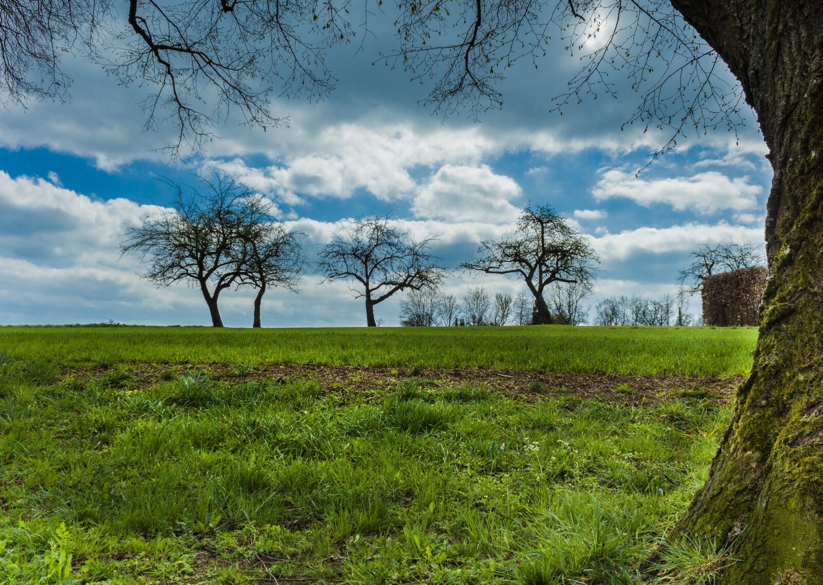 Canon EOS 650D (EOS Rebel T4i / EOS Kiss X6i) sample photo. Trees, field, autumn forest photography