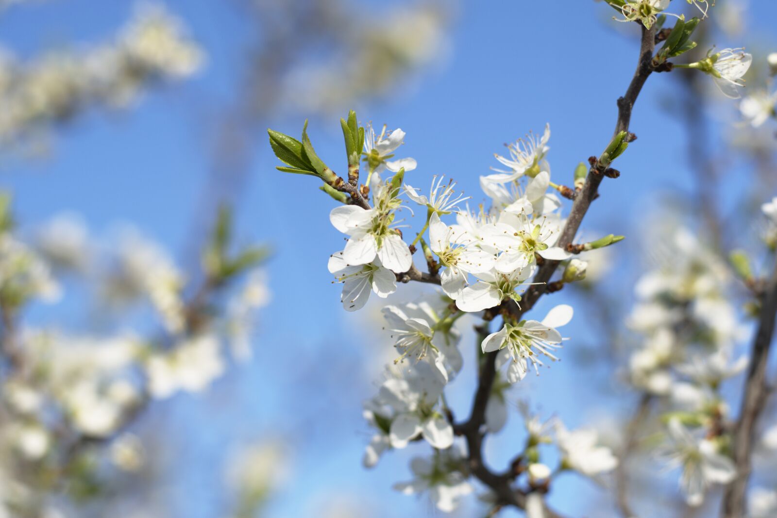 Nikon D5600 sample photo. Flower, spring, blue photography