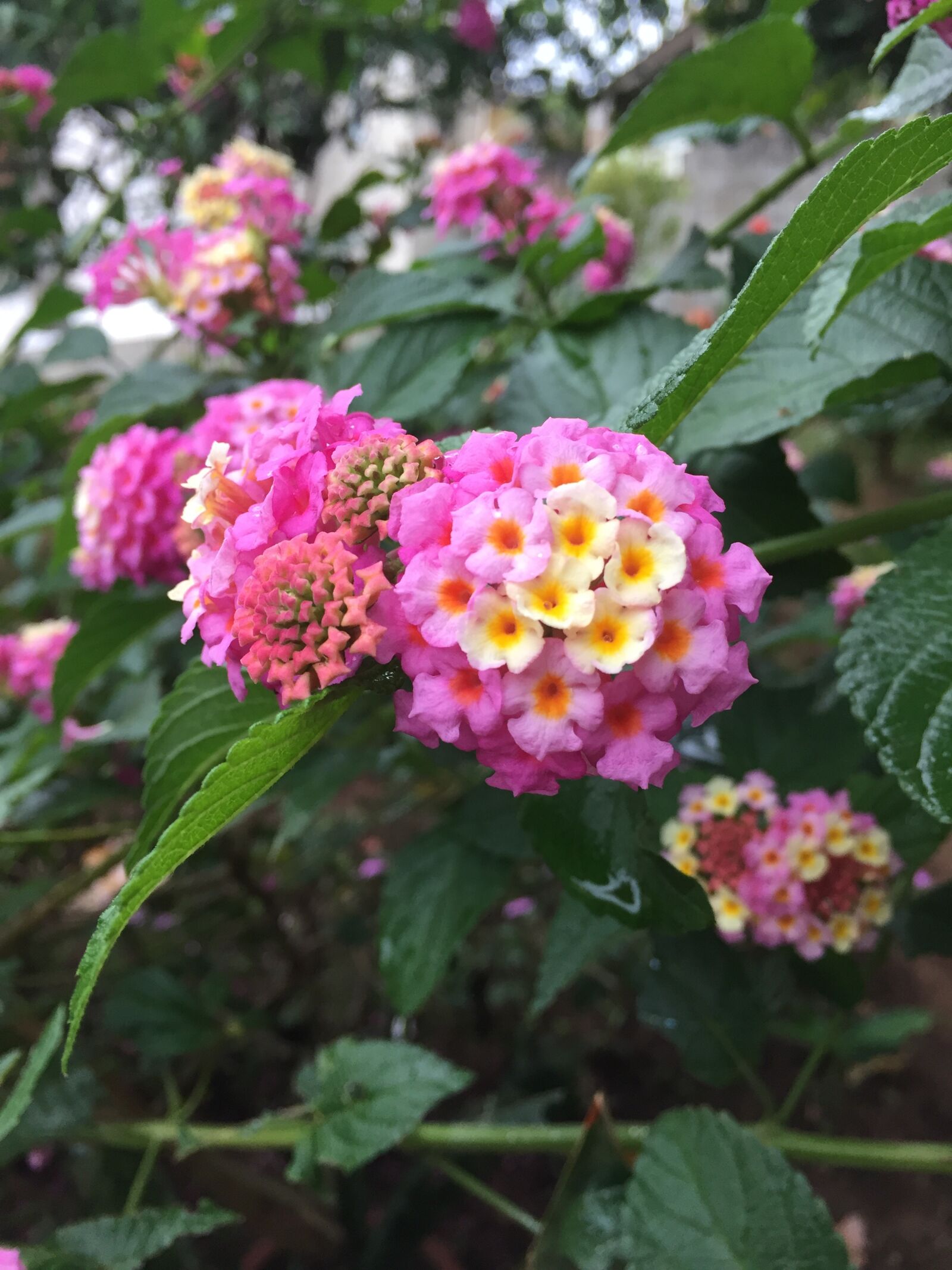Apple iPhone 6 sample photo. Garden, flowers, plant photography