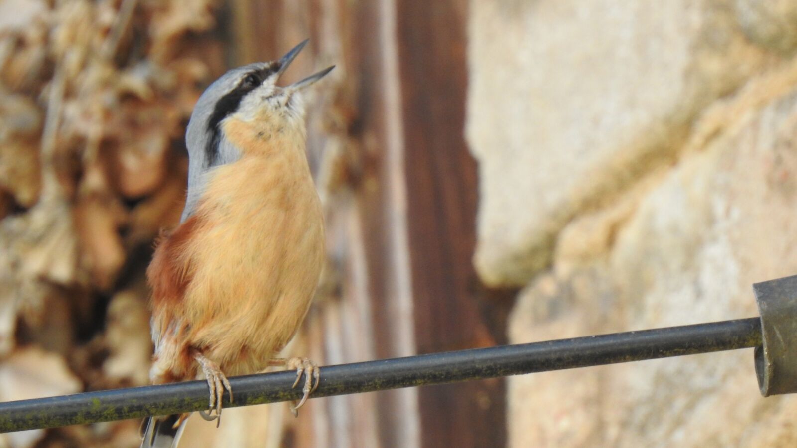 Nikon Coolpix P900 sample photo. Kleiber, songbird, bird photography