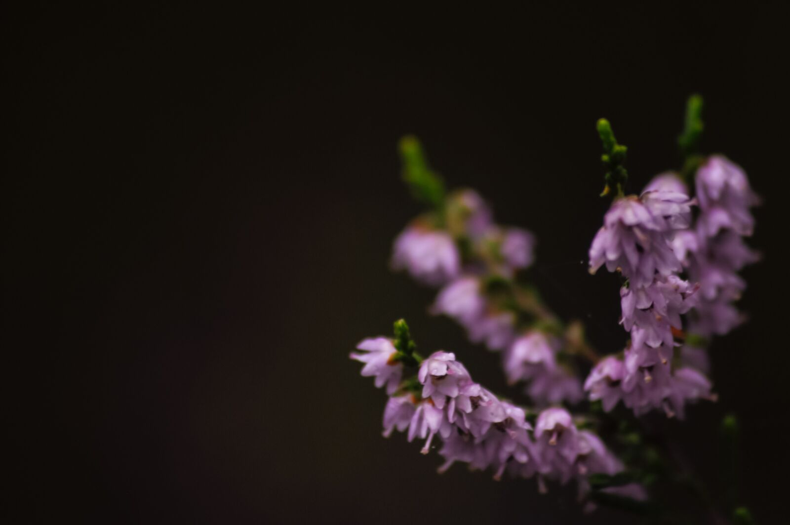 Nikon D90 sample photo. Purple, bunch, green photography
