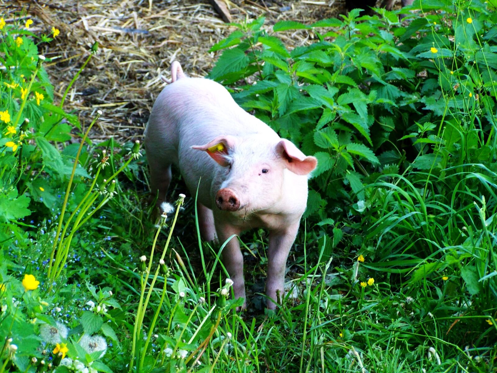 Kodak EASYSHARE ZD710 ZOOM DIGITAL CAMERA sample photo. Piggy, pig, animal photography