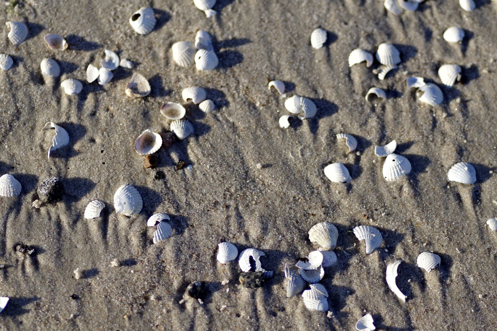 Pentax K-S2 sample photo. Shells, a lot, scallop photography