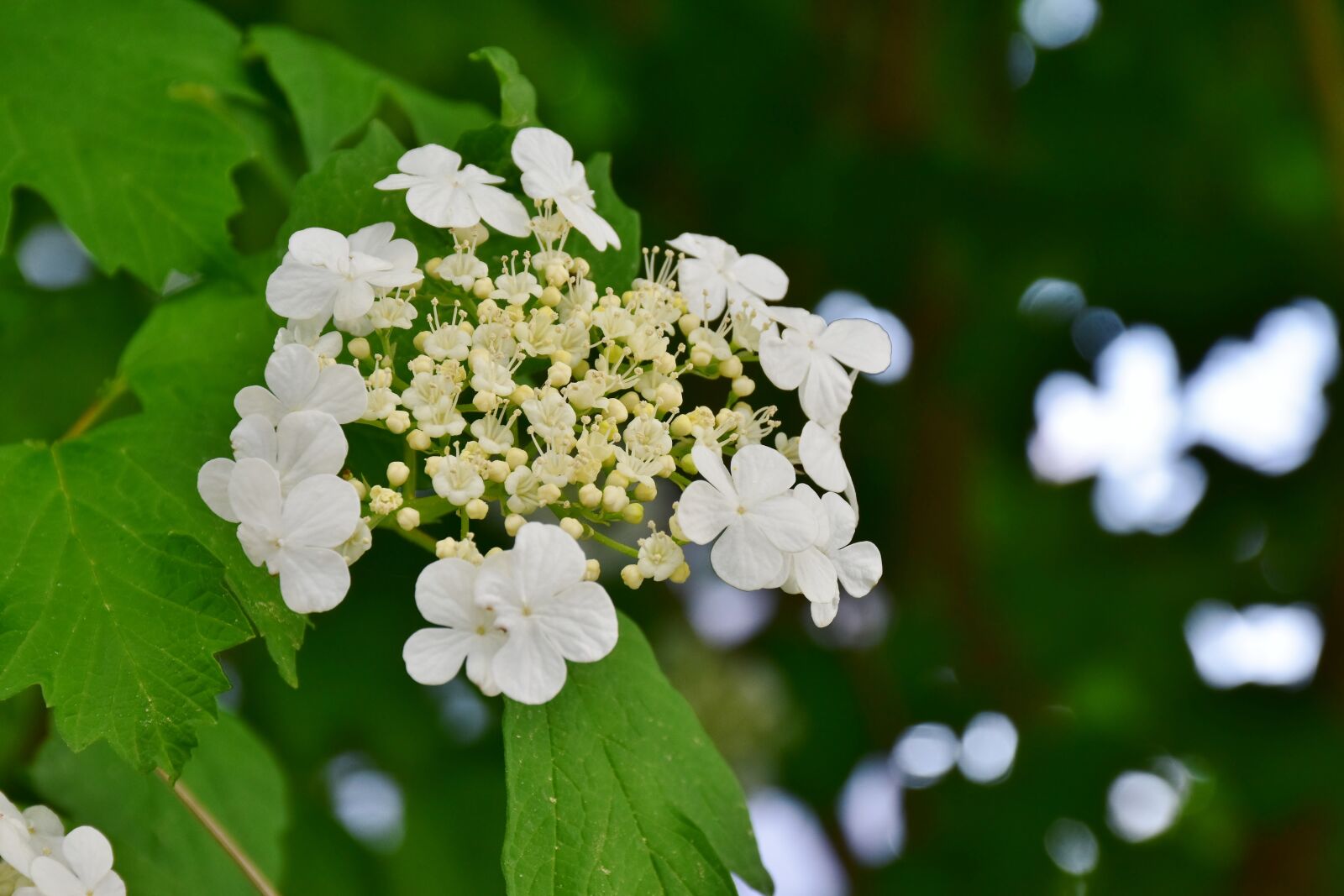 Nikon D7200 sample photo. Hydrangea, hydrangea-white dome, ornamental photography