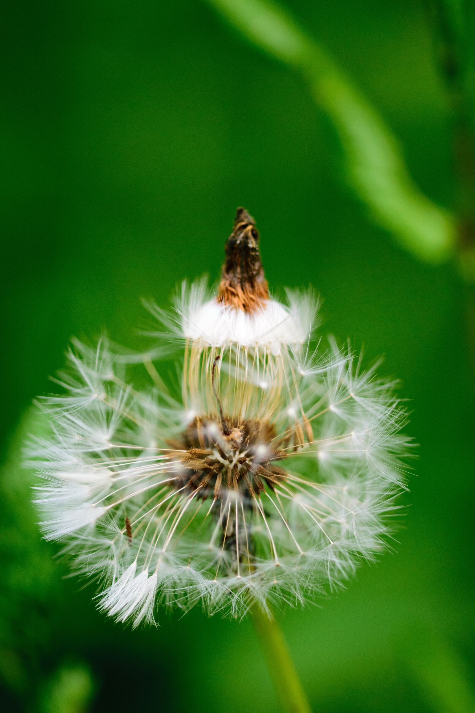 Nikon D5300 sample photo. Dandelion, flower, nature photography