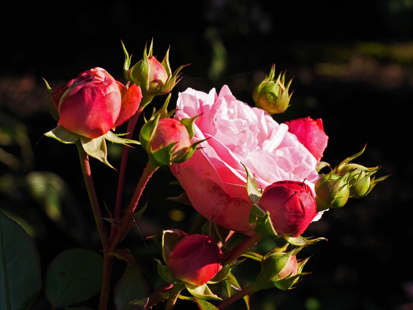 Panasonic Lumix DMC-GH3 sample photo. Floribunda, blossom, bloom photography