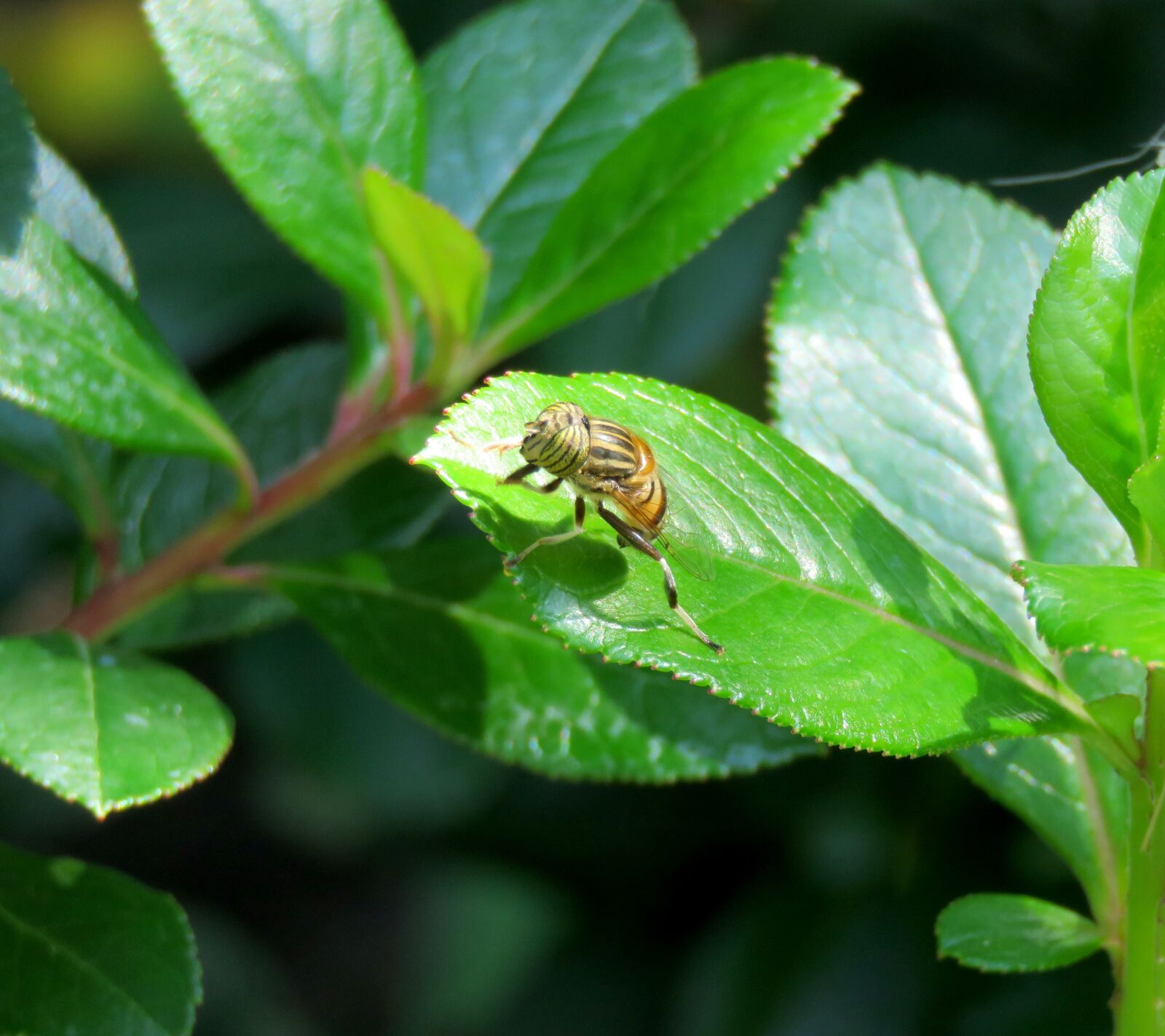 Canon PowerShot SX60 HS sample photo. Fly, flower fly, striped photography