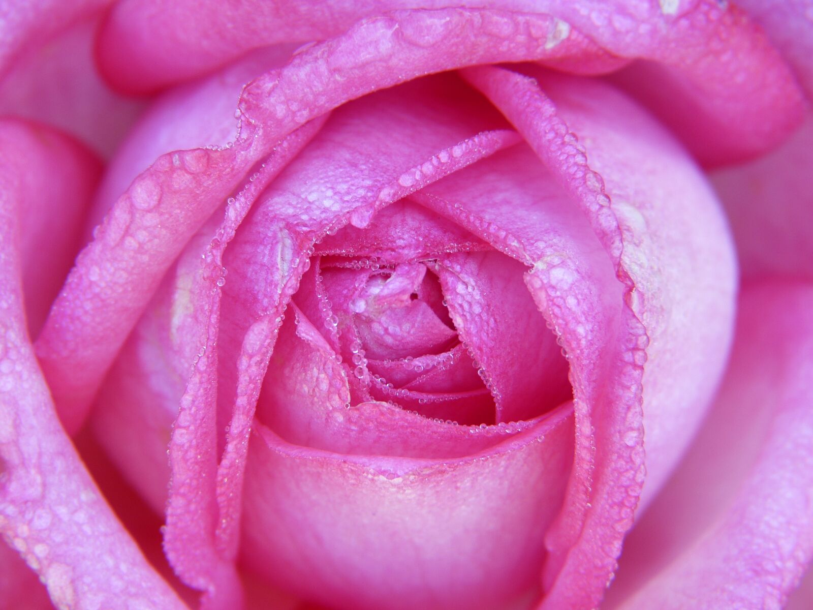 Panasonic Lumix DMC-FZ150 sample photo. Rose, rose bloom, petals photography