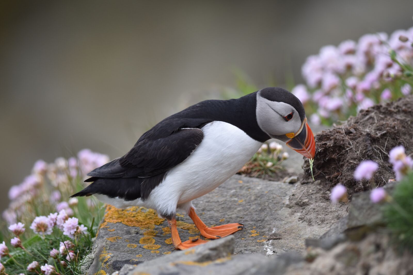 Nikon D5500 sample photo. Puffin, bird, nature photography