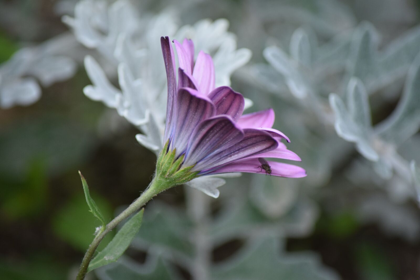 Nikon D5300 sample photo. Purple, flower, spring photography