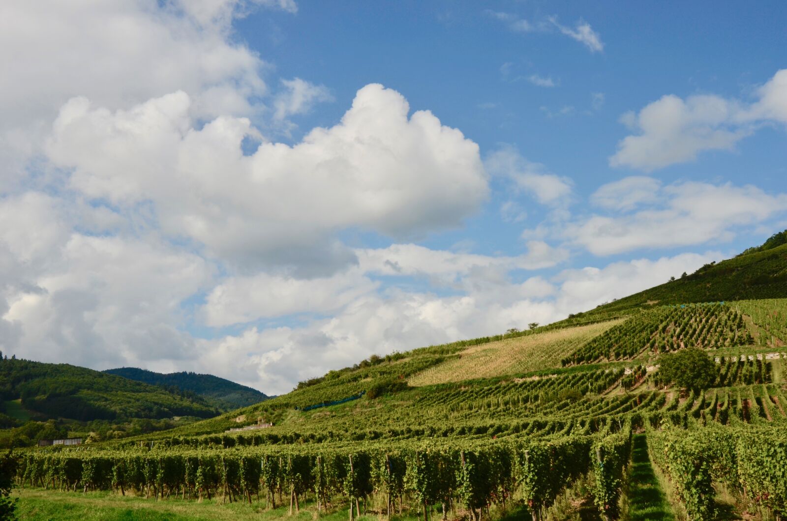 Nikon D5100 sample photo. Alsace, france, vineyard photography