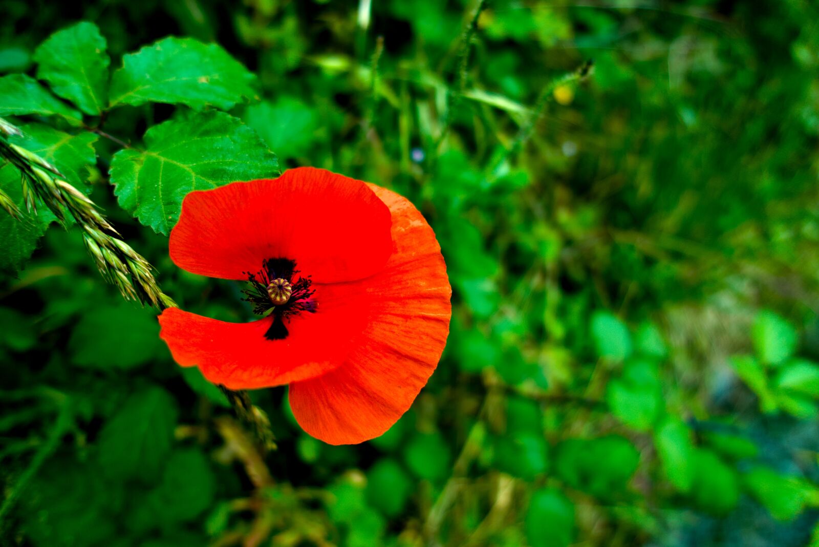 Sony DSC-RX100M5A sample photo. Poppy, red, green photography