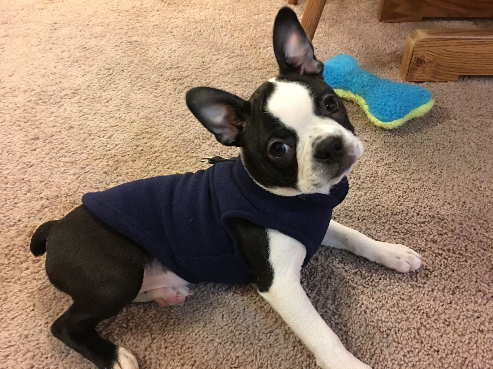 Apple iPhone 6s Plus sample photo. Cute puppy, sweater, puppy photography