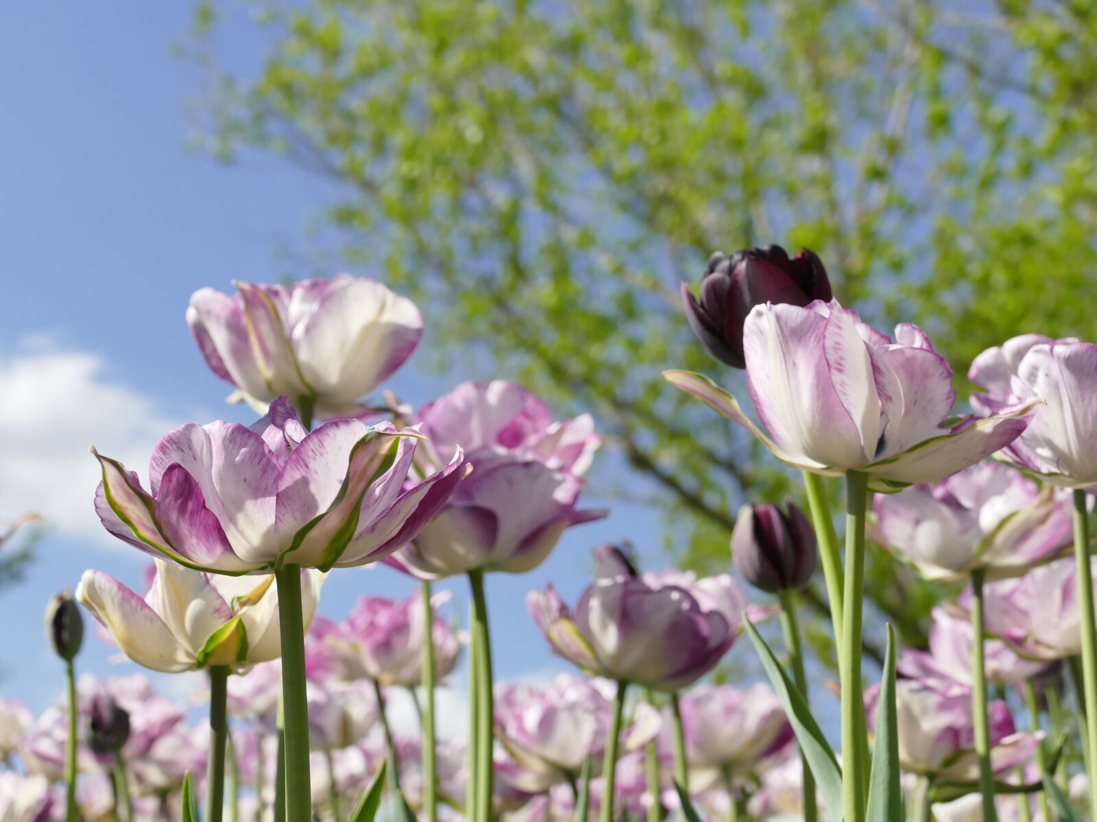 Panasonic Lumix DMC-FZ1000 sample photo. Spring flowers, tulips, sky photography