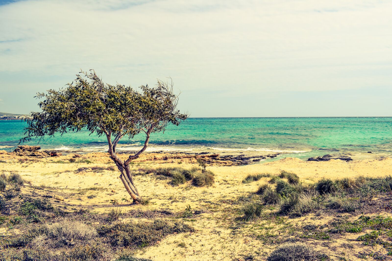 Nikon D3300 sample photo. Tree, dunes, sea photography