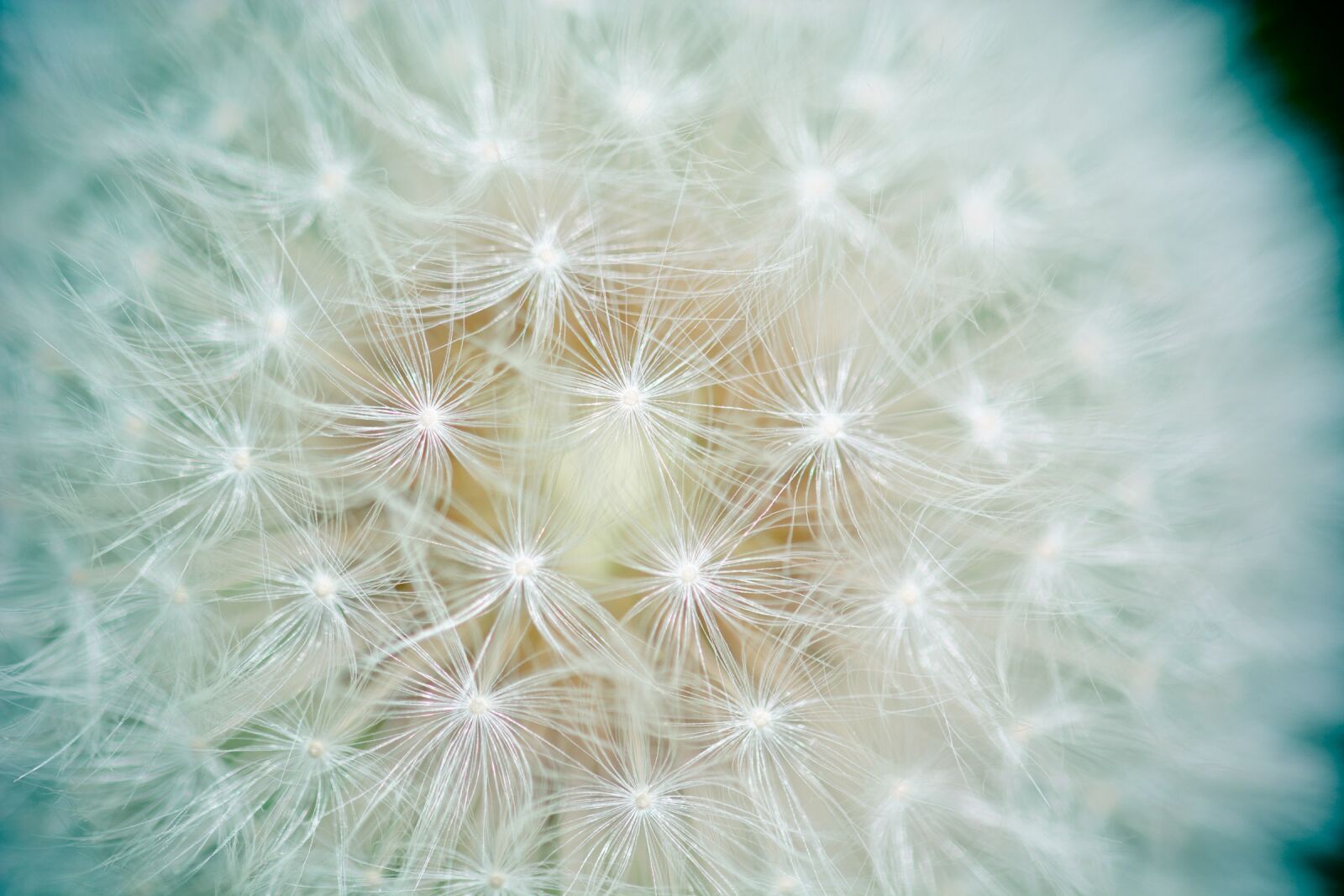 Nikon D7100 sample photo. Dandelion, seeds, number of photography