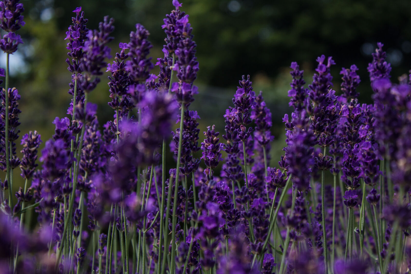 Canon EOS 1200D (EOS Rebel T5 / EOS Kiss X70 / EOS Hi) sample photo. Flower, flowers, lavender photography
