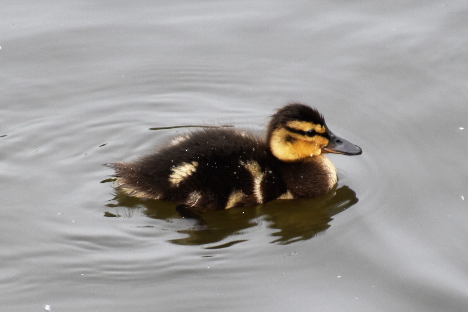 Nikon D5500 sample photo. Duckling, bird, duck photography
