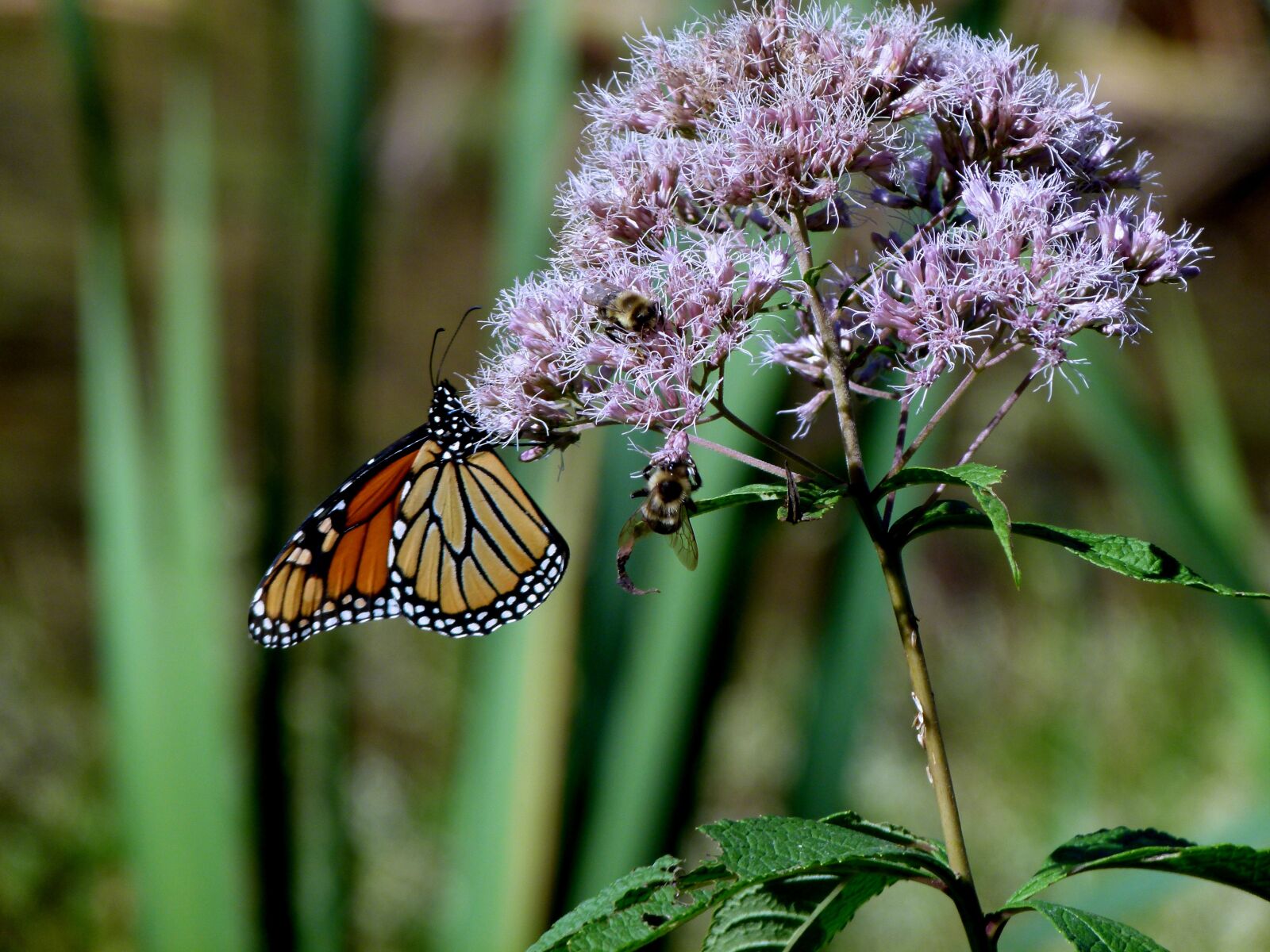 Panasonic Lumix DMC-FZ100 sample photo. Monarch, butterfly, joe pye photography