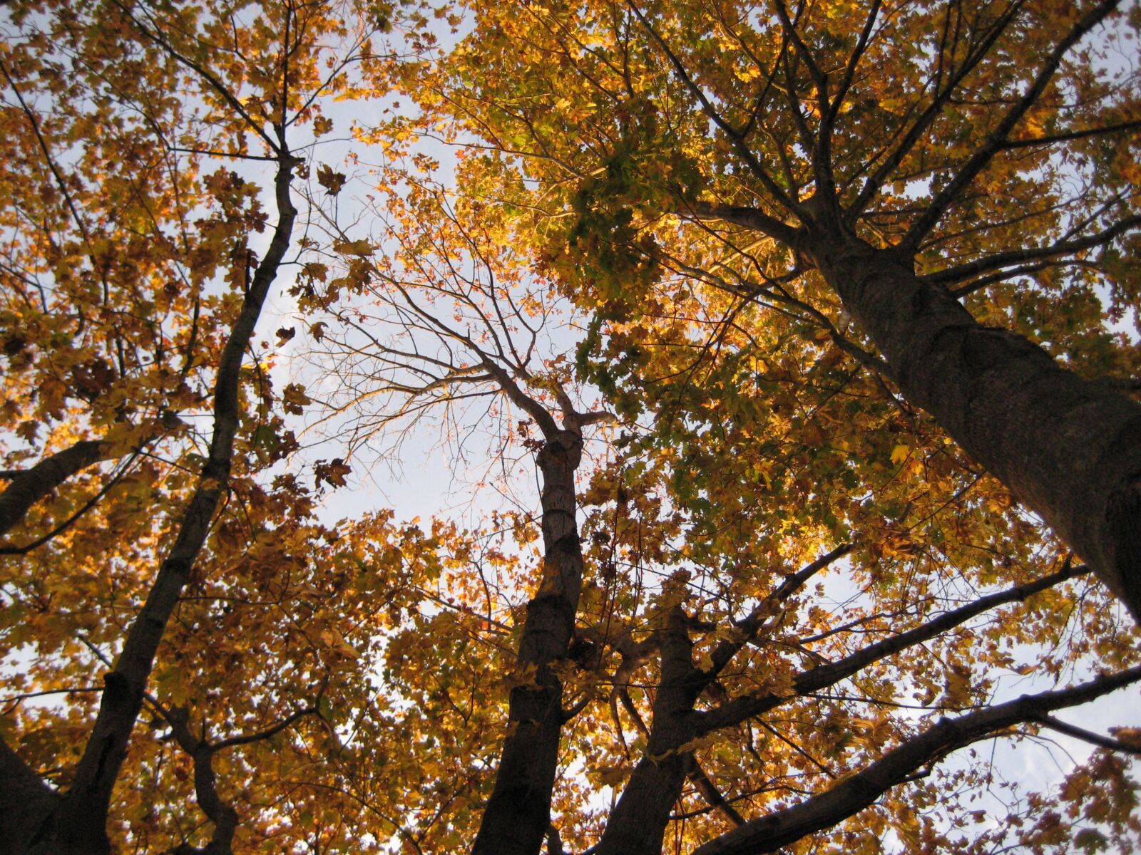 Canon POWERSHOT SD750 sample photo. Fall, yellow leaves, autumn photography