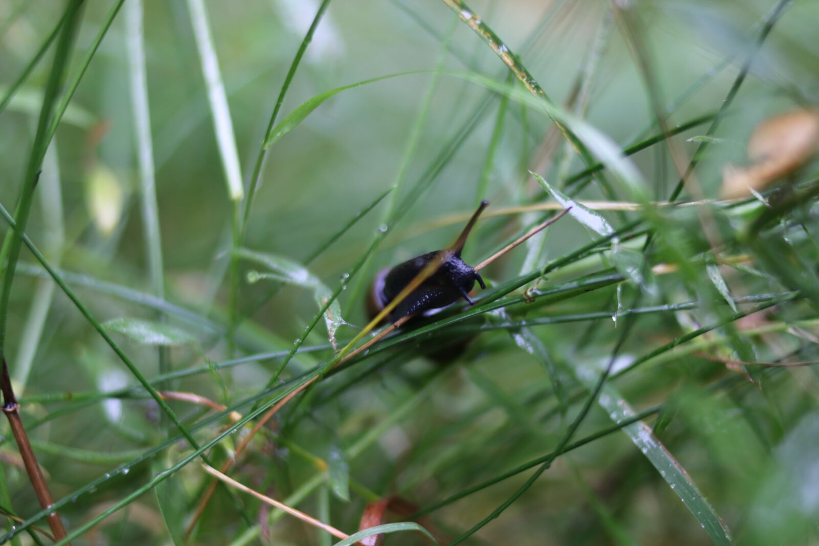 Canon EOS 70D + Canon EF 35mm F2 sample photo. Snail, rain, nature photography