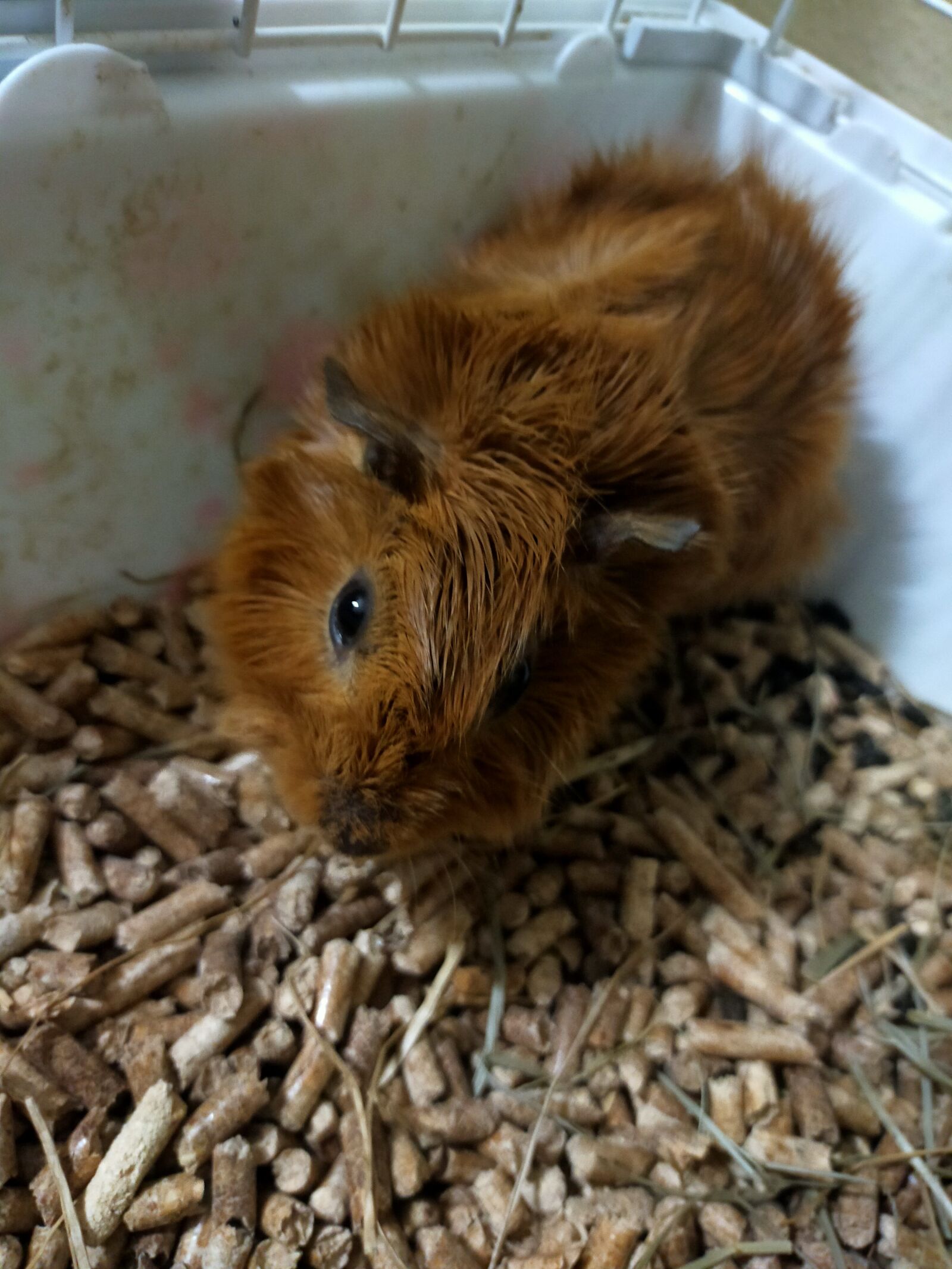 OPPO A9 2020 sample photo. Guinea pig, cage, house photography