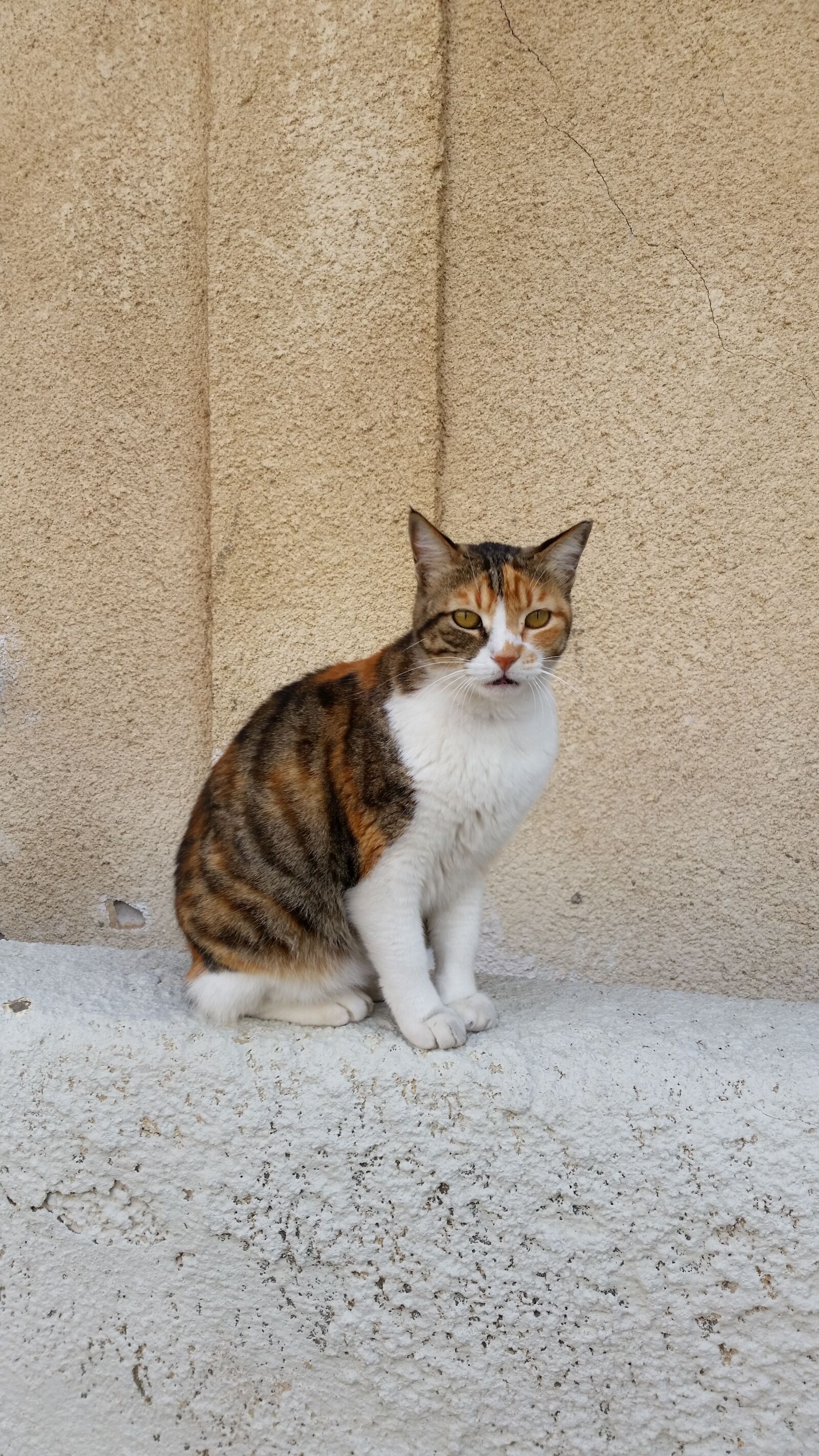 Samsung Galaxy S5 sample photo. Cat, animals, pet photography
