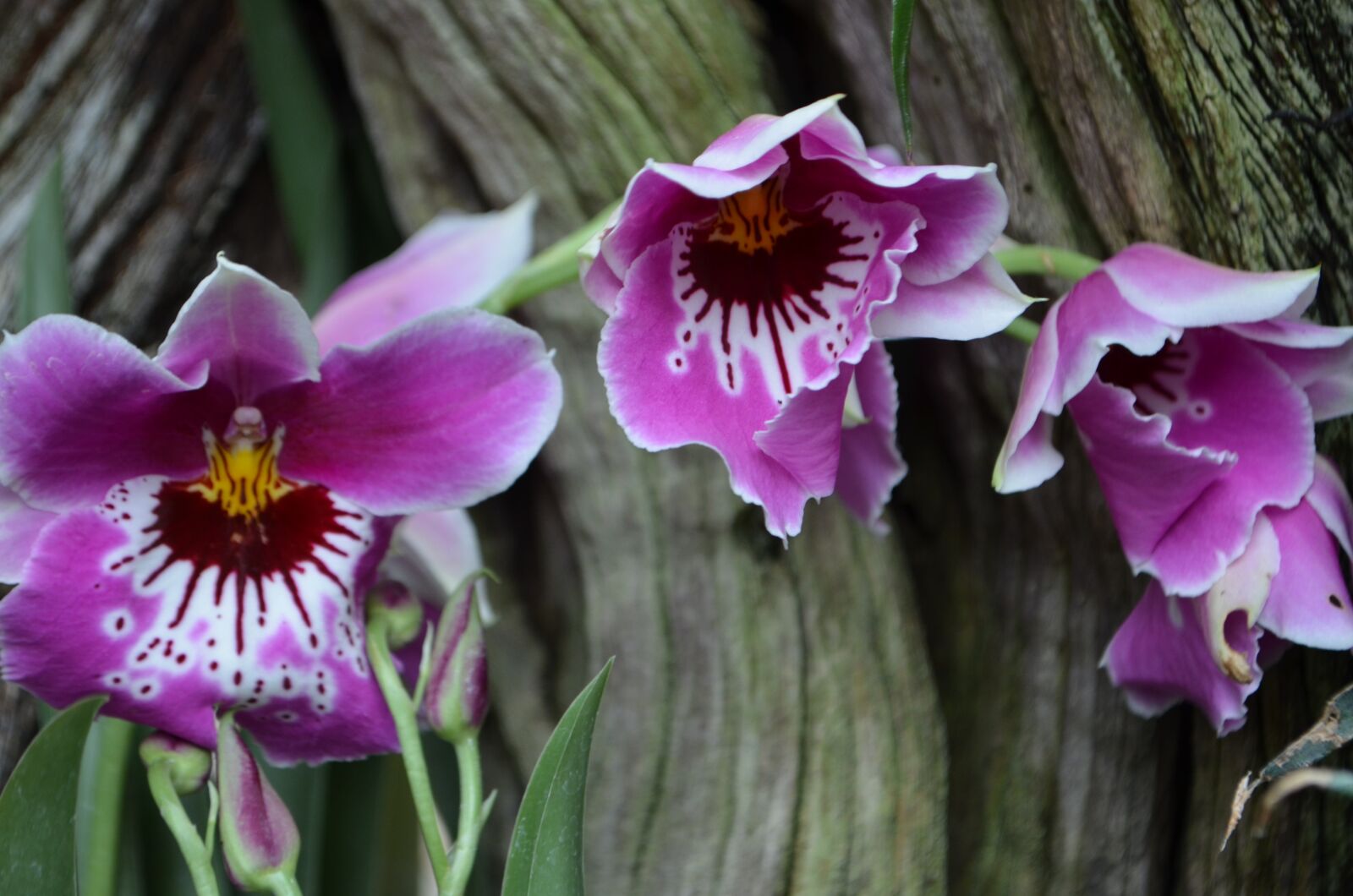 Nikon D5100 sample photo. Orchid, blossom, bloom photography