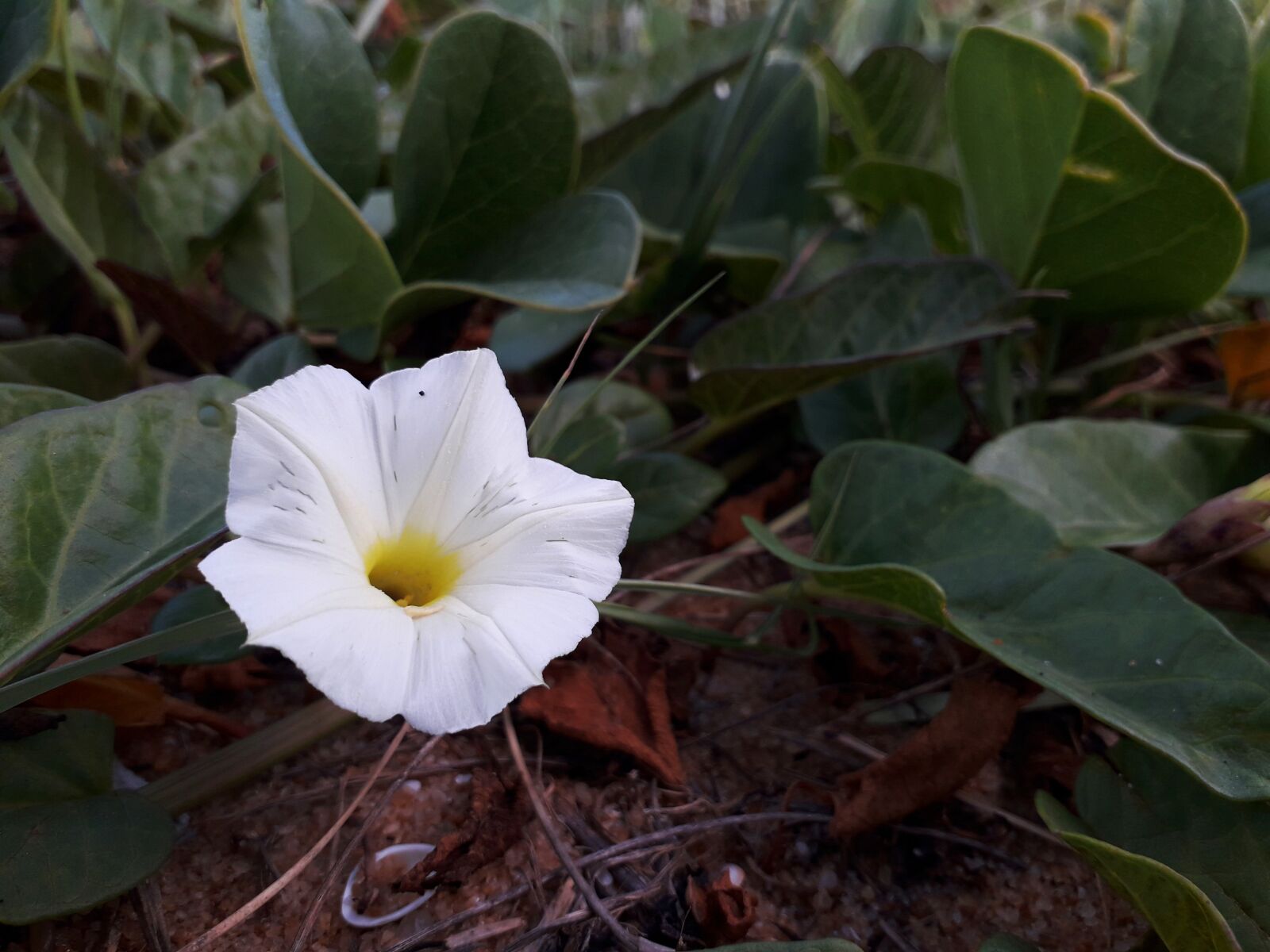 Samsung Galaxy J6 sample photo. Flower, leaf, plant photography