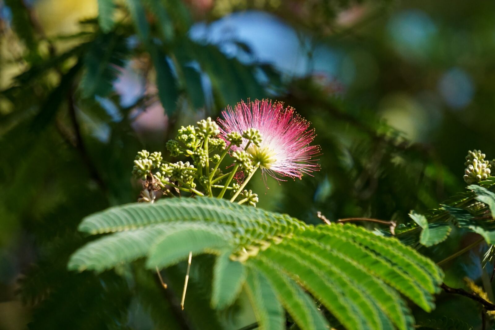 Sony a5100 + Sony E 55-210mm F4.5-6.3 OSS sample photo. Nature, silk tree, silk photography