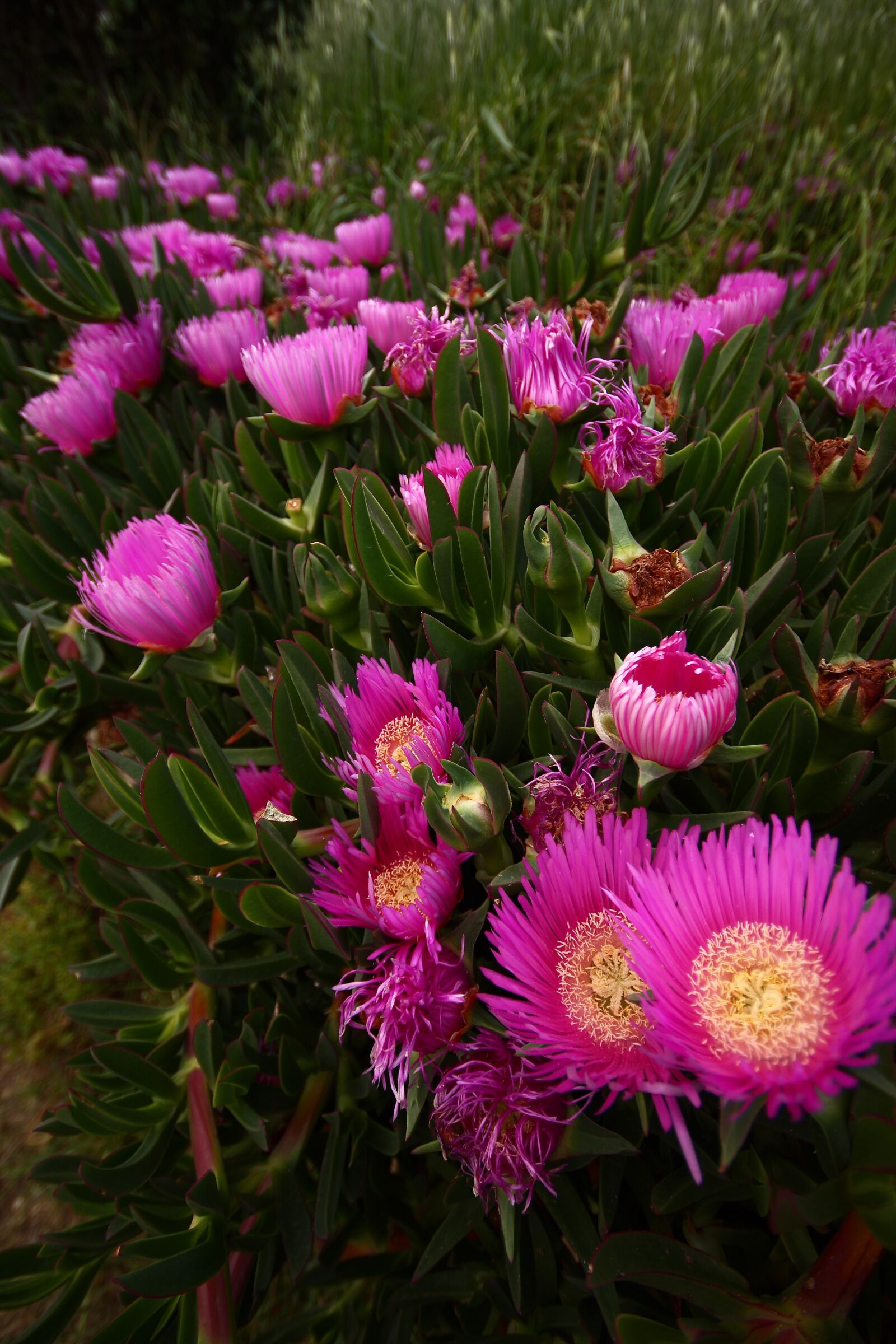 Canon EOS 40D sample photo. Nature, flower, plant photography
