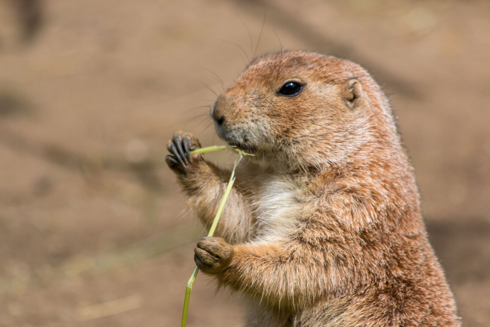 Canon EF 70-300mm F4-5.6 IS USM sample photo. Animal world, nature, animal photography