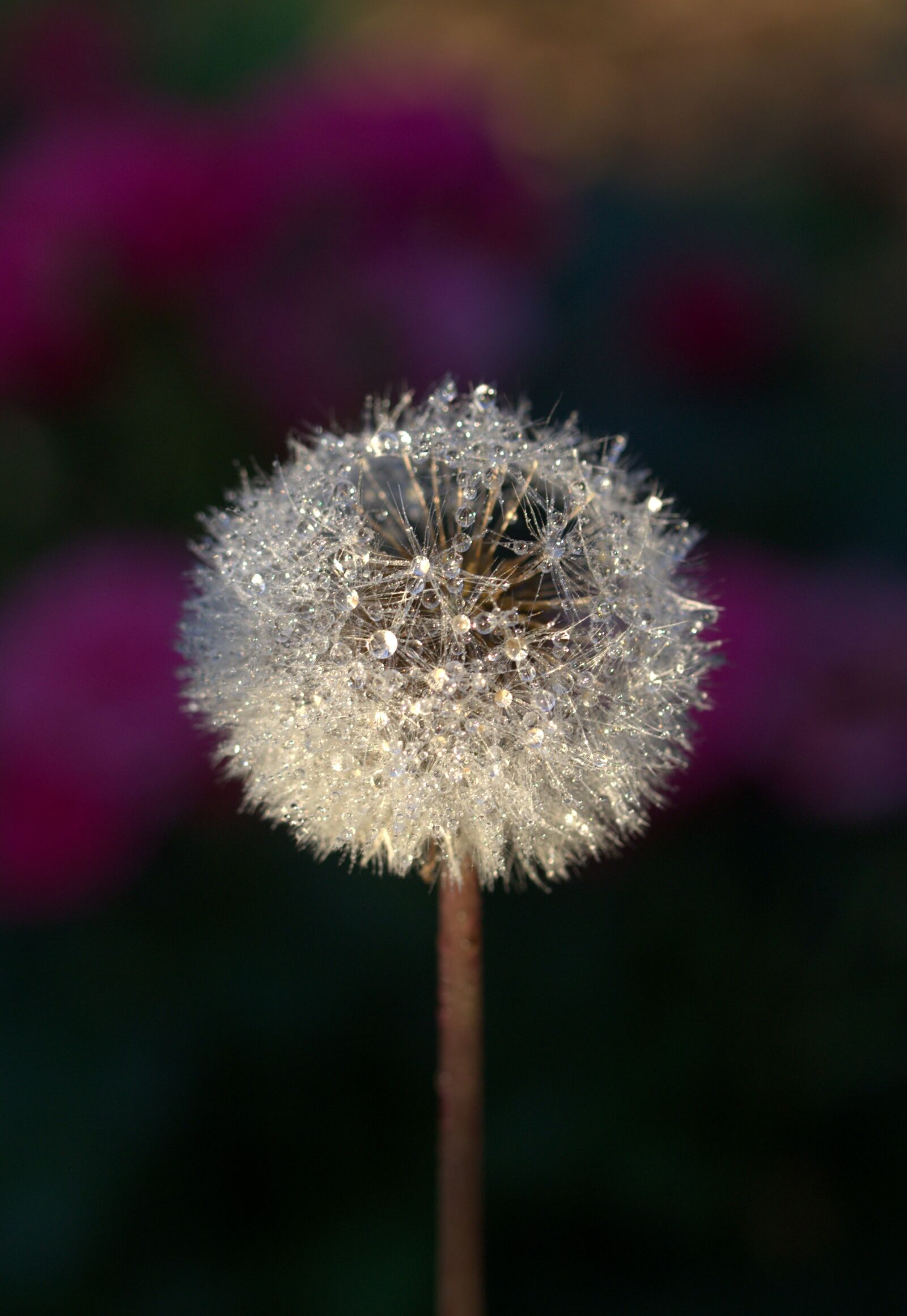 Canon EF-S 60mm F2.8 Macro USM sample photo. Dandelion, drops, plant photography
