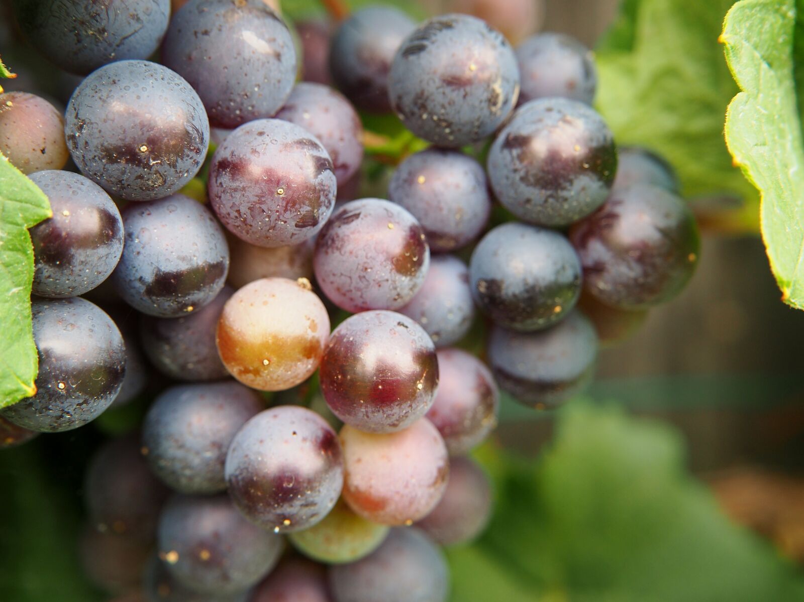 Olympus OM-D E-M10 sample photo. Grape, grapes, fruit photography