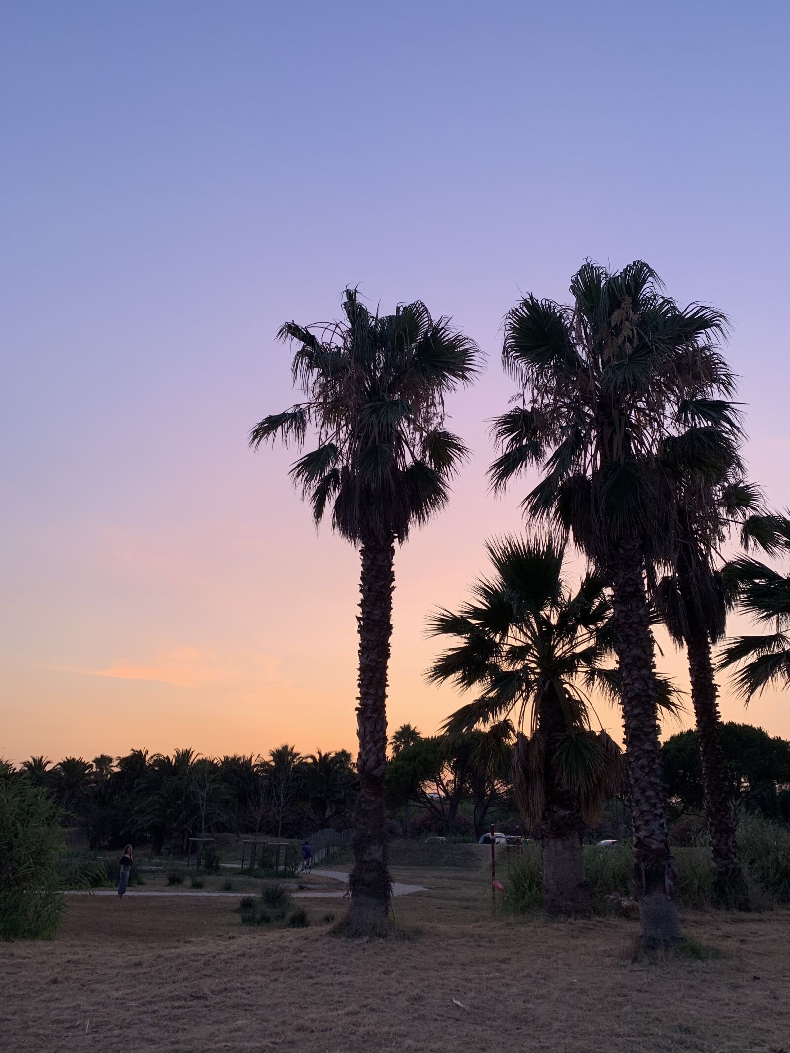 Apple iPhone XR sample photo. Sunset, palm trees, palm photography