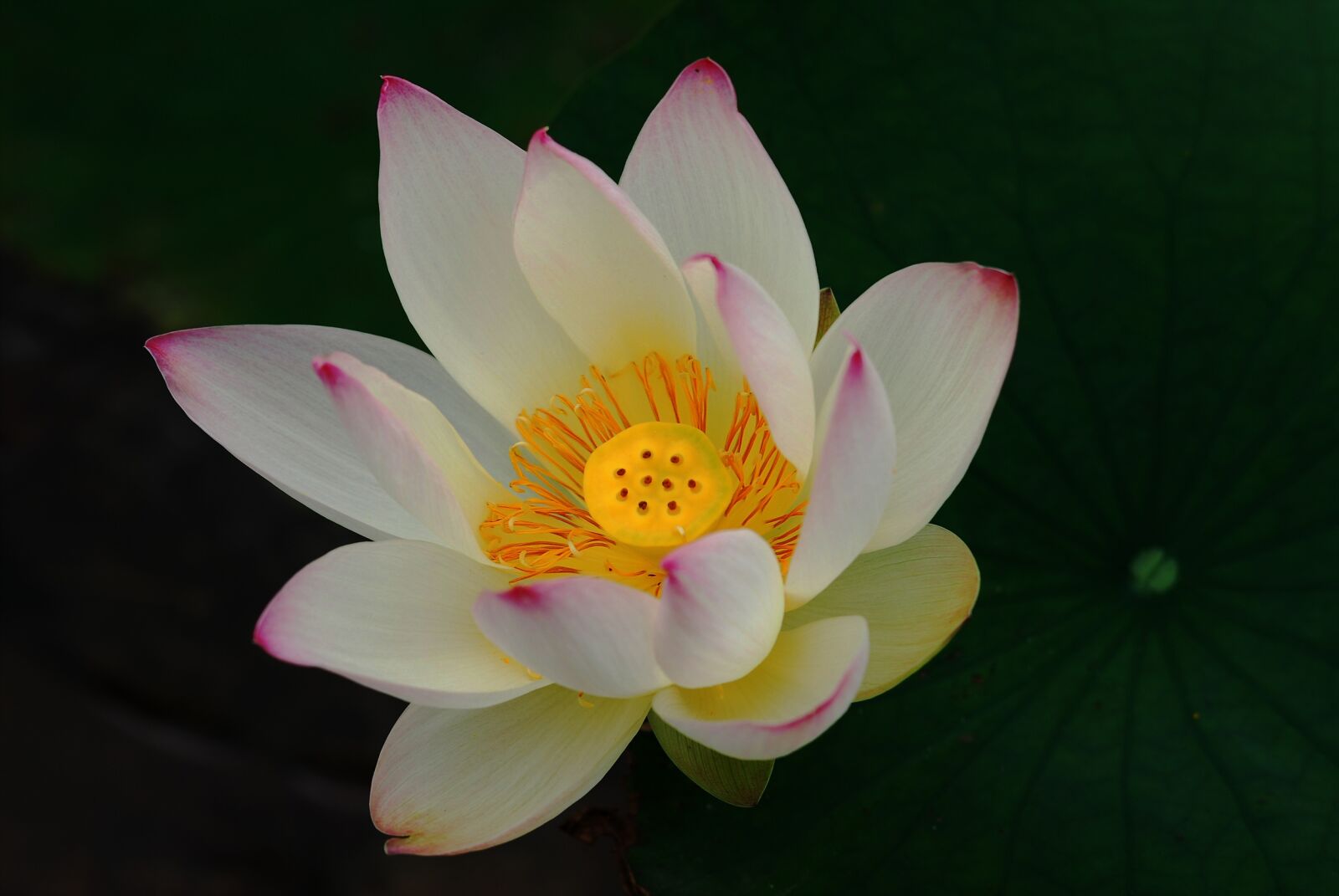 Nikon D200 sample photo. Impotence, lotus, i photography
