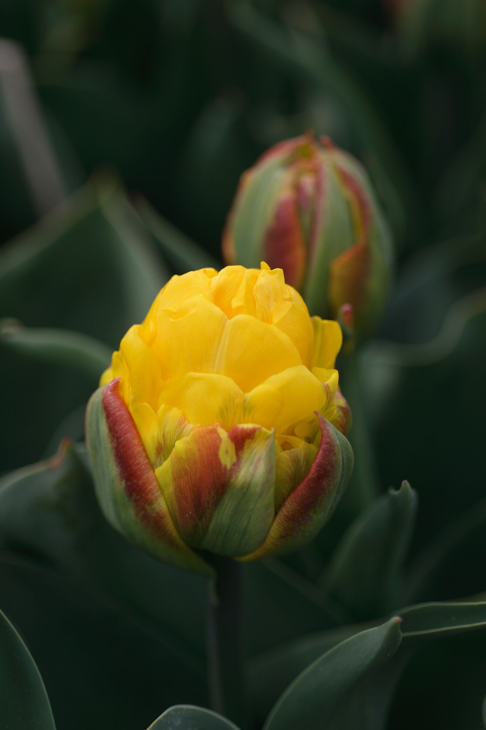 Canon EOS 400D (EOS Digital Rebel XTi / EOS Kiss Digital X) sample photo. Tulip, yellow, spring photography