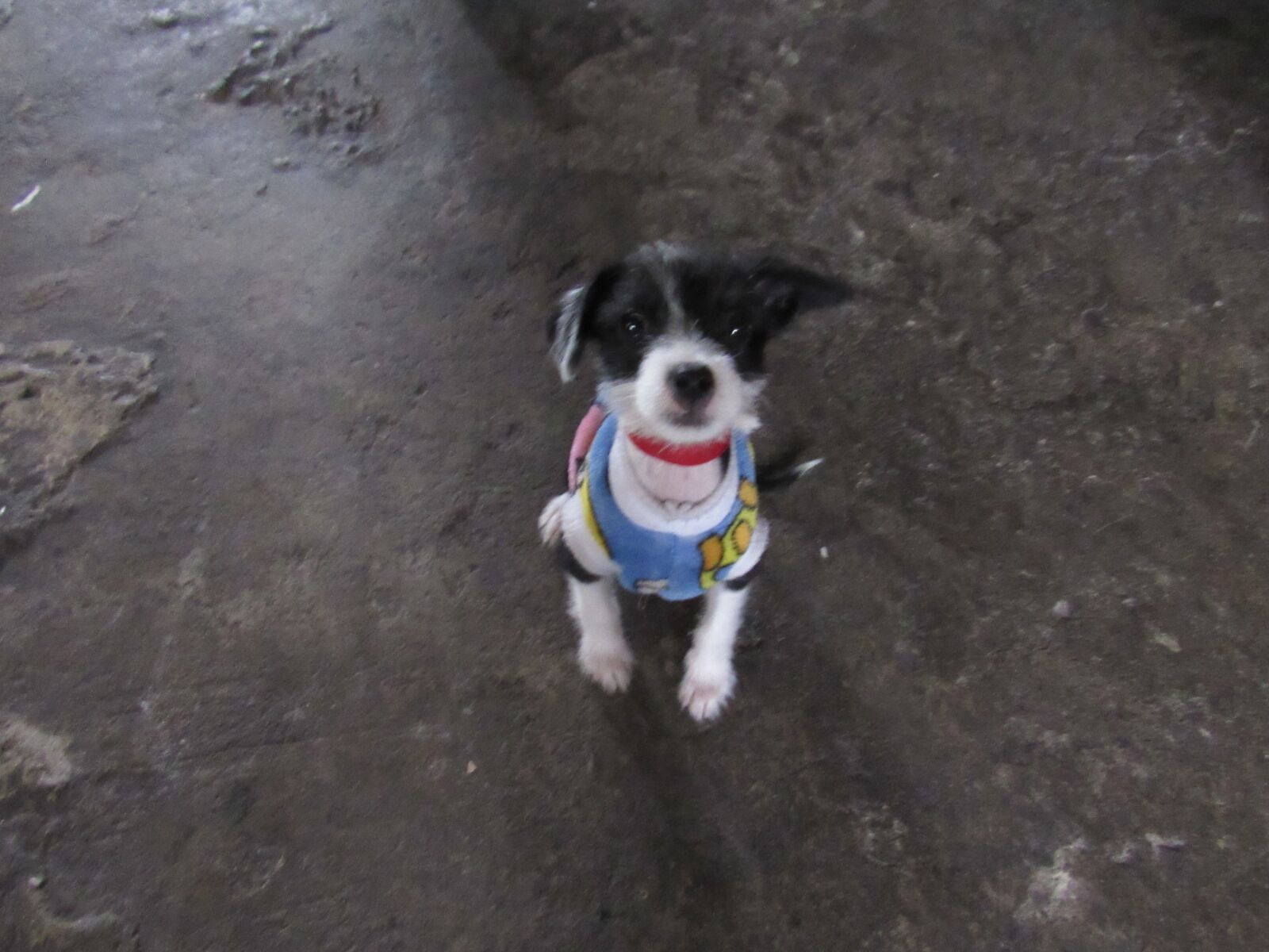 Canon PowerShot SX520 HS sample photo. Perro, mascota, cachorro photography
